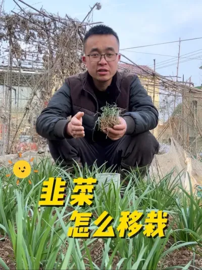 韭菜怎么移栽管理才能生长的更旺盛？韭菜什么时候移栽#种菜小技巧 #关注我一起学种菜 #韭菜种植 #每天分享蔬菜种植技巧 #阳台种植