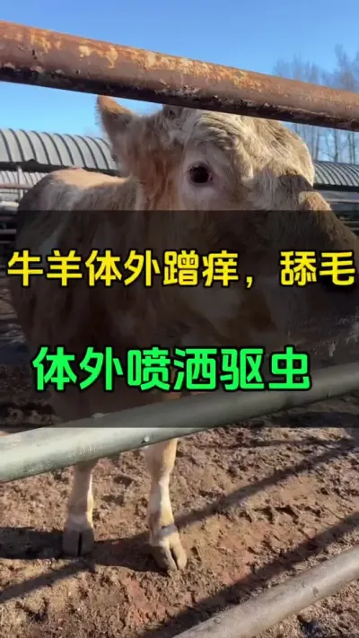 牛羊体外喷洒驱虫#肉牛养殖 #全国养牛人 #养殖户 #科学养殖 #科学喂养