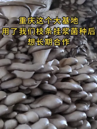 重庆这个大基地，用了我们枝条挂浆菌种后，想长期合作，菌种让他很省心也很放心。#平菇种植 #平菇菌种 #食用菌栽培种 #栽培种
