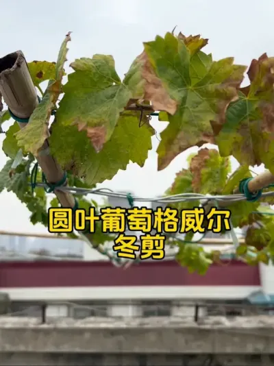 我的圆叶葡萄格威尔终于冬剪了！今年第一次，试试长枝修剪会长得怎么样。#记录我的种植生活 #葡萄冬剪 #格威尔圆叶葡萄 #盆栽葡萄
