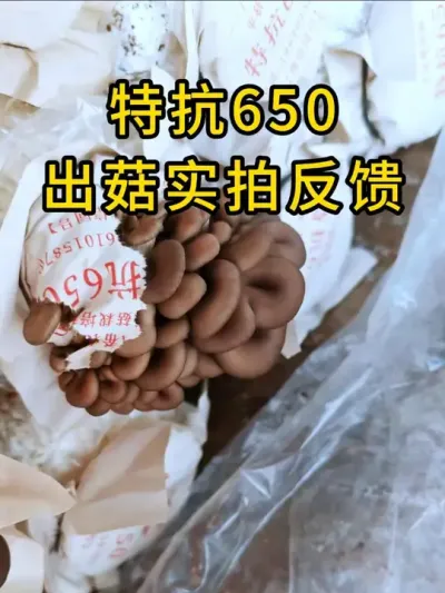 平菇菌种特抗650出菇实拍反馈，需要平菇三级栽培种的老板联系我们#平菇种植 #平菇菌种 #食用菌栽培种 #栽培种