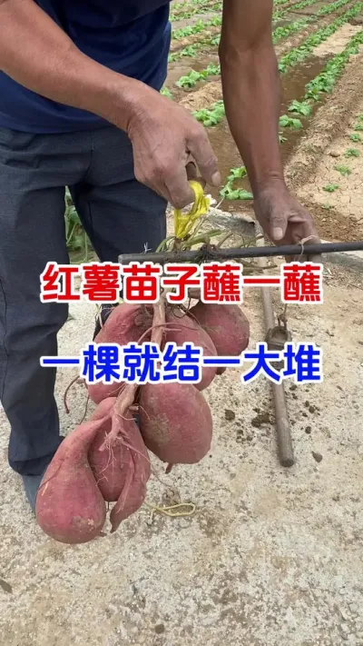 红薯苗子蘸一蘸，一棵就结一大堆#红薯种植#红薯移栽#红薯管理#红薯高产#分享农业知识帮农民增产增收