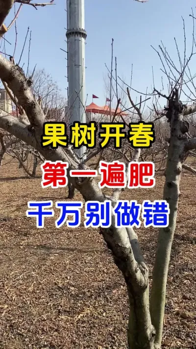 果树开春第一肥千万别做错#果树种植#果树追肥#正确施肥方法 #果园管理#种植小技巧