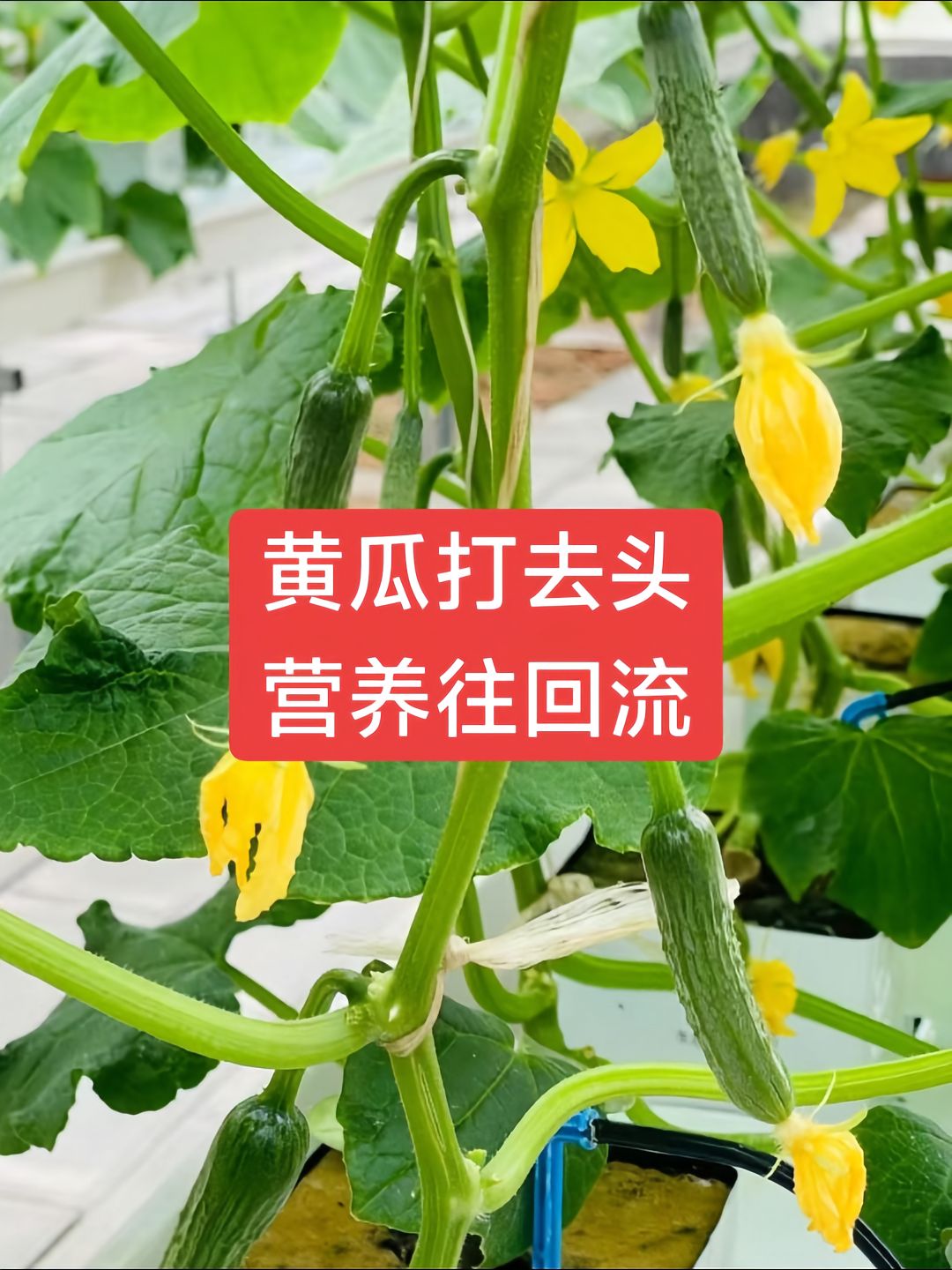 http://static.ixuenong.com/pxn/uploads/prod/thirdfile/2025/05/a8ff09950289f28ff8e632704a865d7c.jpg