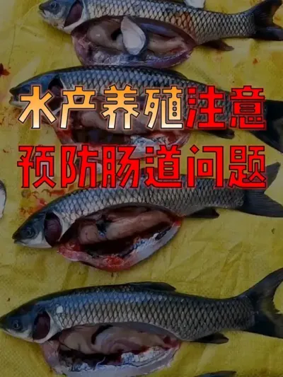 #水产人   速看！#水产养殖  常见的肠道疾病，你知道该如何有效防控吗？#水产养殖技术  #水产