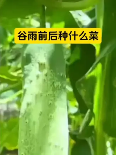 谷雨前后种菜指南#传播农业小知识 #三农种植 #服务三农支持三农 #分享农业知识帮农民增产增收