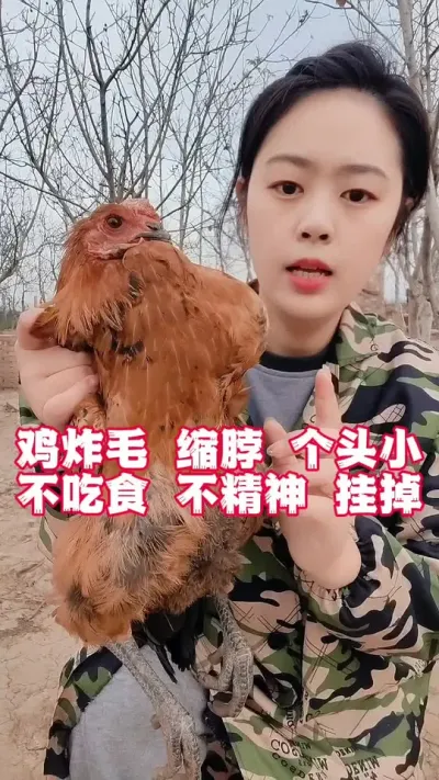 鸡炸毛缩脖消瘦不吃食不长肉总是挂掉怎么办#散养土鸡#养鸡#鸡鸭鹅养殖#科学养鸡