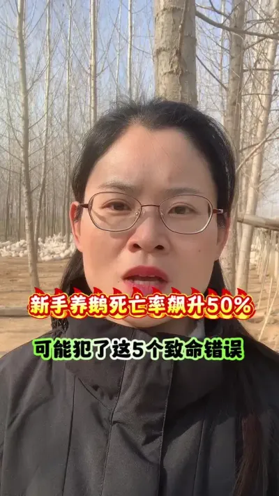 新手养鹅死亡率飙升50%，可能犯了这5个致命错误。#养鹅人 #养鹅技术分享 #三农 #狮头鹅 #每天分享养殖技术和经验