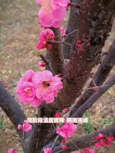 气温骤降，如何让蜜蜂正常发展 #三农 #花粉浆 #蜜蜂 #蜜蜂养殖