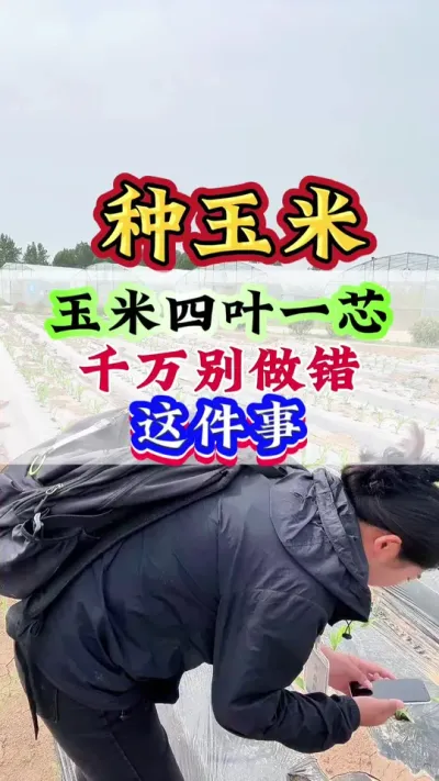 玉米四叶一芯，千万别做错这件事 #玉米 #玉米高产 #玉米管理 #玉米种植#种玉米