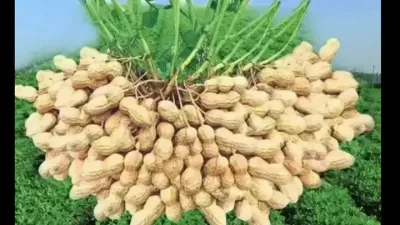 花生的三种种植技术，看看哪个产量高#花生种植 #花生高产 #花生的种植方法 #又到花生收获季了 #花生高产配方