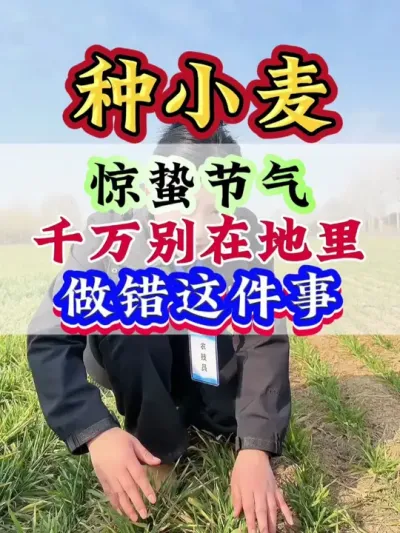 种小麦 惊蛰节气千万被在小麦地做错这件事#小麦 #小麦种植 #病虫害防治 #小麦管理 #小麦高产技术