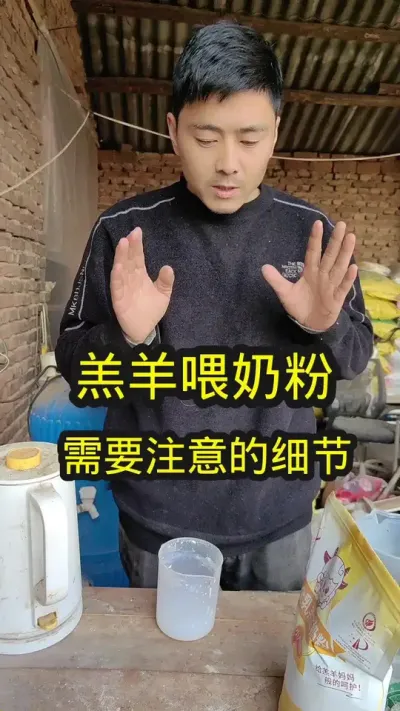 羔羊喂奶粉，需要注意的细节#养羊 #农村养羊 #养羊技术分享 #羔羊奶粉 #羔羊专用羊奶粉