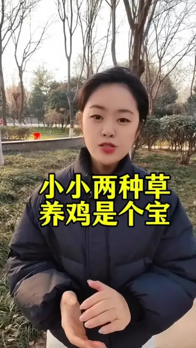 小小两种草养鸡是个宝#养鸡技术 #养鸡妙招#养鸡#散养土鸡#科学养鸡