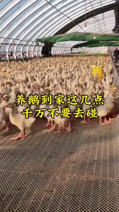 #禽病技术指导 #养鹅人 #肉鹅 #鹅 #养鹅技术分享