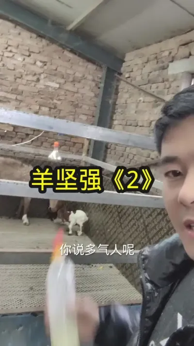#养羊 #养羊人 #农村养羊人