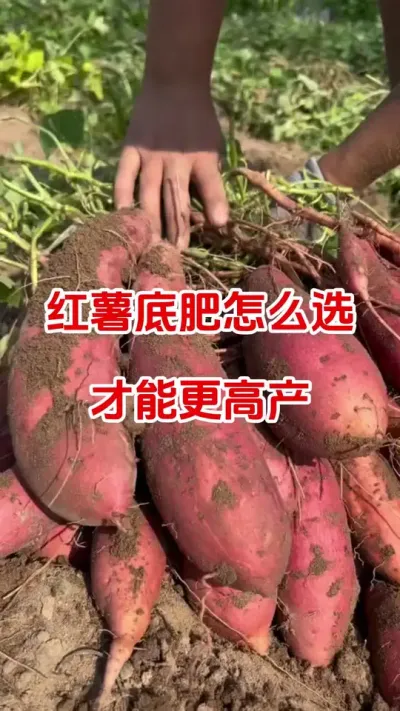红薯底肥怎么选才能更高产#红薯种植#红薯底肥#种红薯#红薯高产种植