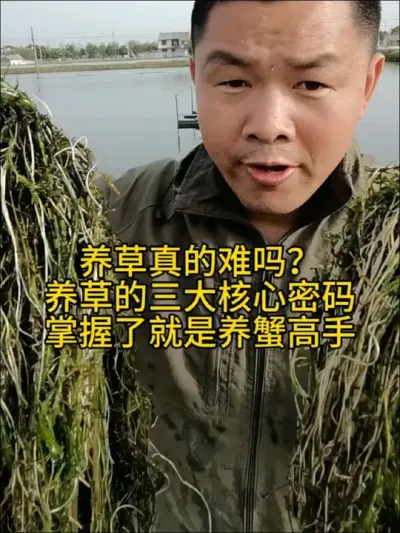 养草真的难吗？三大战术核心密码 #水产养殖 #水草 #河蟹养殖 #大闸蟹养殖 #养蟹发哥