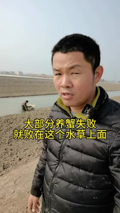 大部分养蟹失败就是败在水草上面 #水产养殖 #河蟹养殖 #养蟹发哥 #大闸蟹养殖 #螃蟹养殖
