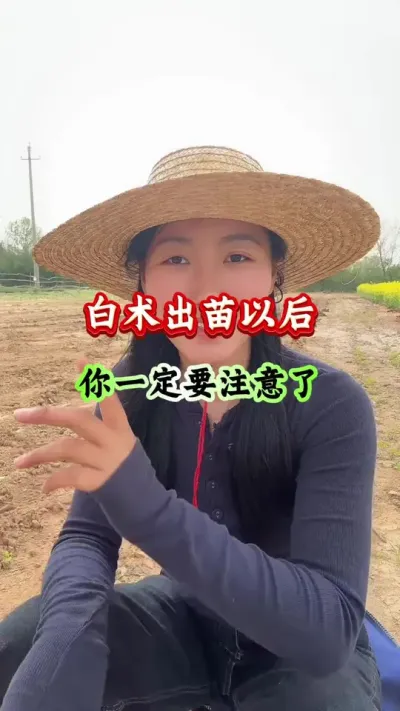 白术种植 白术出苗以后你一定要注意了 #白术管理 #白术种植 #白术高产