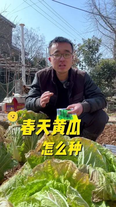 春天黄瓜怎么种？黄瓜种植时间和方法？#关注我一起学种菜 #我的小菜园 #种植小技巧 #我爱种菜 #黄瓜种植