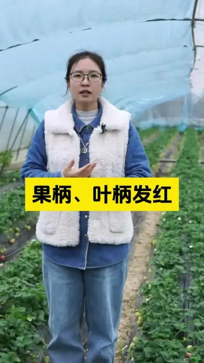 草莓果柄，叶柄发红了就是上了灰霉病吗？#启明生物大师姐 #草莓种植管理技术和方法 #草莓种植 #新农人计划 #三农