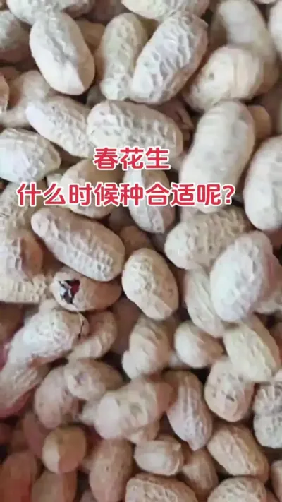 春花生万万不能播种过早#花生 #抖音助农 #朝晖农业#新农人 #种植