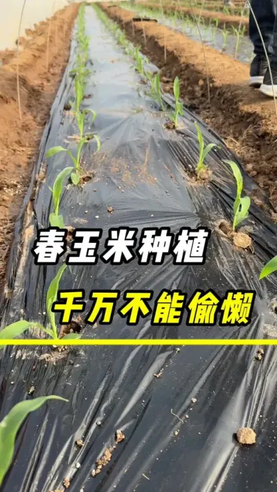 春玉米种植，千万不要偷懒，谁偷懒谁减产#玉米#三农 #玉米种植 #玉米金大棒 #农业
