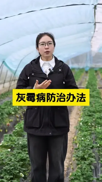 草莓灰霉病啊，不好治疗，所以一定要提前预防好了！#启明生物大师姐 #草莓种植 #草莓种植管理技术和方法 #新农人计划 #三农