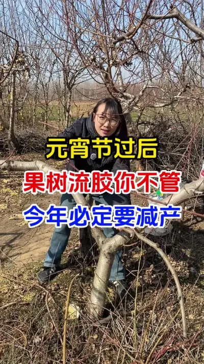 元宵节过后，桃树流胶你不管，今年必定要减产#果树种植#果树流胶病 #流胶病 #果园管理#分享农业知识帮农民增产增收