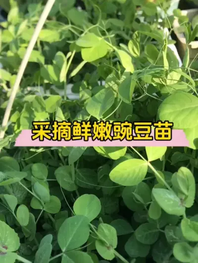火锅不能没有豌豆尖尖，就像西方不能没有耶路撒冷！ #记录我的种植生活 #种植小技巧 #新农人 #盆栽青菜怎么种