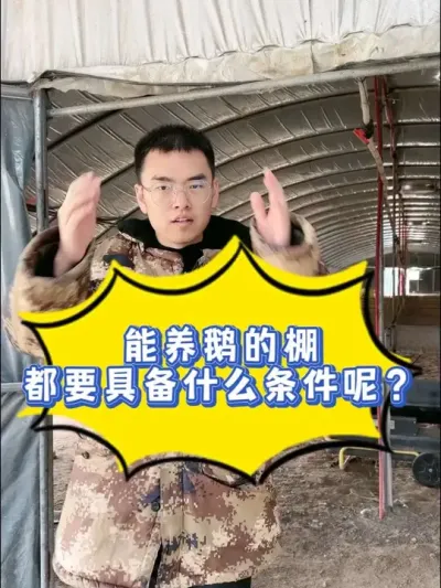 养鹅的大棚基础设施是什么样子的？大棚需要几层？网床多高？用什么设备加温更好？？？各种问题晓雨一次性给您讲解清楚！#养鹅技术分享 #养鹅 #养鹅人 #养鹅技术找晓雨