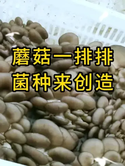平菇棉壳菌种，可见的菌丝体非常健壮，好菌种创造好菇，全国发货。#平菇种植 #平菇菌种 #食用菌栽培种 #栽培种