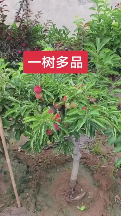 #抖音助农扶农 #一树多品李孑杏#三农 @抖音上热门 @DOU+小助手