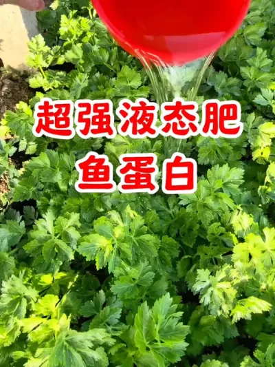 大棚蔬菜 花卉绿植 药材通用的超强液态鱼蛋白肥 #鱼蛋白 #鱼蛋白水溶肥 #种菜肥料推荐 #农资肥料 #养花万能肥料推荐