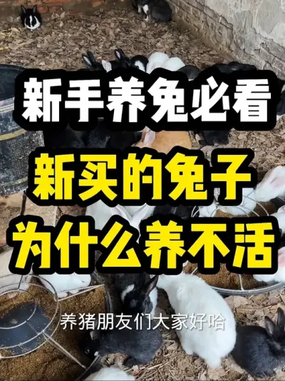 新买的种兔为什么不好养 #养兔子注意事项 #养兔三分靠管理七分靠技术 #新买的兔子为什么养不活#科学养兔 #养兔子方法