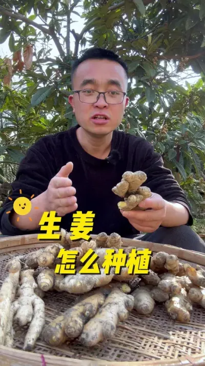 生姜怎么种植？生姜种植方法？#关注我一起学种菜 #种植小技巧 #学种菜 #每天分享蔬菜种植技巧 #生姜种植