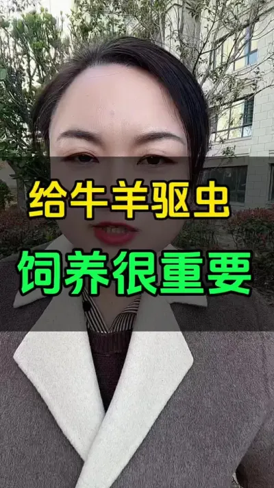 给牛羊驱虫，饲养当中必做的工作#养殖户 #全国养牛人 #肉牛养殖 #科学喂养 #西门塔尔