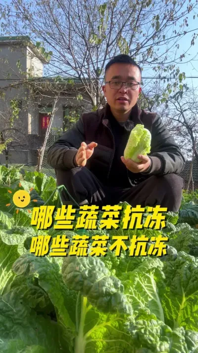 哪些蔬菜抗冻？哪些蔬菜不抗冻？#关注我一起学种菜 #我的小菜园 #自己种的纯天然的绿色蔬菜 #种植小技巧 #我爱种菜