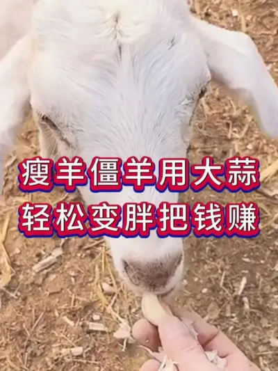 瘦羊僵羊用大蒜轻松变胖把钱赚 #养羊 #养羊人 #新手养羊