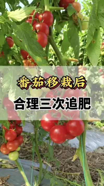 番茄移栽后合理的三次追肥你知道吗#分享农业知识帮农民增产增收 #番茄追肥 #番茄种植方法及管理技术 #西红柿的种植技术 #番茄种植技术