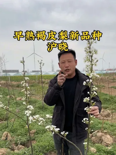 #抖音助农 #分享农业知识帮农民增产增收 #服务三农支持三农 #农业种植技术 #沪晓 @抖音小助手 @抖音热点 @抖音创作者中心