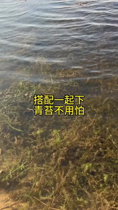 搭配一起下青苔不可怕 #水产养殖 #养蟹发哥 #养蟹