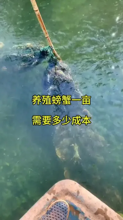 养殖螃蟹一亩要多少成本呢 #螃蟹养殖 #河蟹养殖 #鱼虾蟹养殖 @抖加🔥上热门🔥dou+🔥热点宝