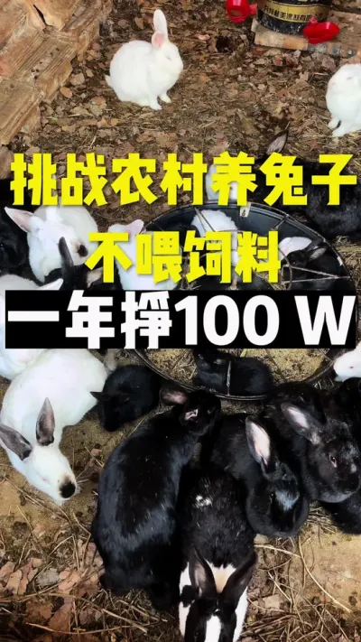散养兔不会饲料 #养兔三分靠管理七分靠技术 #每天分享养殖技术和经验 #养兔子注意事项#散养兔子 #养兔技术