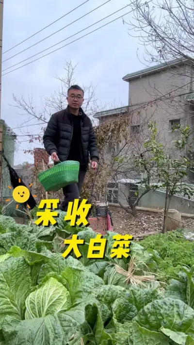 采收大白菜🥬，大家的大白菜采收了没有#自己种的纯天然的绿色蔬菜 #我的小菜园 #种植小技巧 #记录我的种植生活 #关注我一起学种菜