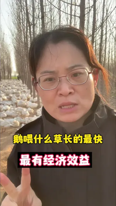 鹅喂什么草长的最快，最有经济价值。#养鹅技术分享 #科学养鹅 #养鹅人 #养殖人加油 #三农