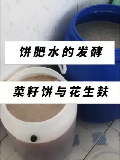 家庭发酵花生麸水肥和菜籽饼水肥，厚厚的一层菌膜，发酵得太好了！#肥水制作 #记录我的种植生活 #种植小技巧 #三农 #纯天然无添加