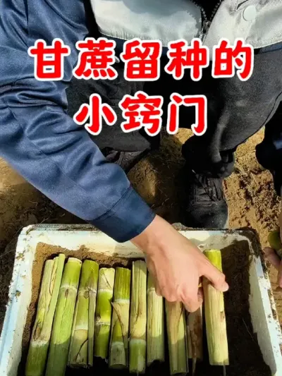 甘蔗留种的小窍门#甘蔗种植 #农业种植 #甘蔗 #种植小技巧 #自己动手丰衣足食 @DOU+小助手