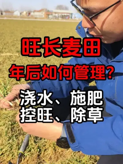 旺长麦田年后该如何管理？ 一个视频解决浇水、施肥、控旺、除草4个问题。欢迎大家相互交流！#小麦种植 #小麦旺苗该如何处理 #小麦返青期管理